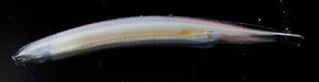 Media type: image;   Invertebrate Zoology 74259